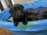 American Labrador Retriever Puppies For Sale