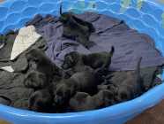 American Labrador Retriever Puppies For Sale - Photo 2 of 7