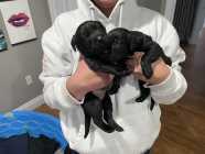 American Labrador Retriever Puppies For Sale - Photo 3 of 7