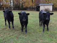 Angus Calves