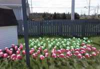 Approximately 300 Pink /Green Flamingos  - Photo 1 of 3