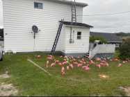 Approximately 300 Pink /Green Flamingos  - Photo 2 of 3