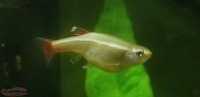 Aquarium Stock 'n' Stuff : SALE -or- TRADE