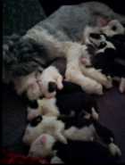 They've Arrived! Old English Puppies