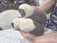 They've Arrived! Old English Puppies - Photo 8 of 11