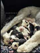 They've Arrived! Old English Puppies - Photo 9 of 11