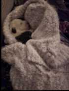 They've Arrived! Old English Puppies - Photo 10 of 11