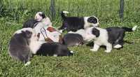They've Arrived! Old English Puppies - Photo 5 of 24