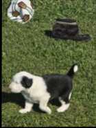 They've Arrived! Old English Puppies - Photo 13 of 24