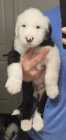 They've Arrived! Old English Puppies - Photo 14 of 24