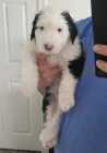 They've Arrived! Old English Puppies - Photo 15 of 24