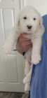 They've Arrived! Old English Puppies - Photo 16 of 24
