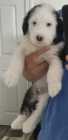 They've Arrived! Old English Puppies - Photo 17 of 24