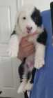 They've Arrived! Old English Puppies - Photo 18 of 24
