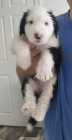 They've Arrived! Old English Puppies - Photo 19 of 24