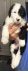 They've Arrived! Old English Puppies - Photo 20 of 24