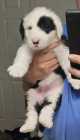 They've Arrived! Old English Puppies - Photo 21 of 24