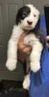 They've Arrived! Old English Puppies - Photo 22 of 24