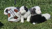 They've Arrived! Old English Puppies