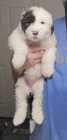 They've Arrived! Old English Puppies - Photo 23 of 24