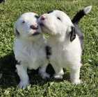 They've Arrived! Old English Puppies - Photo 6 of 24
