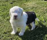 They've Arrived! Old English Puppies - Photo 7 of 24