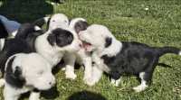 They've Arrived! Old English Puppies - Photo 8 of 24