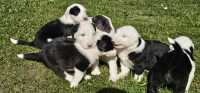 They've Arrived! Old English Puppies - Photo 9 of 24