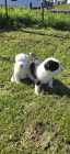 They've Arrived! Old English Puppies - Photo 10 of 24