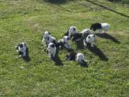 They've Arrived! Old English Puppies - Photo 11 of 24
