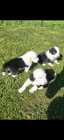 They've Arrived! Old English Puppies - Photo 12 of 24