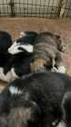 Australian Sheppard/Husky mix puppies