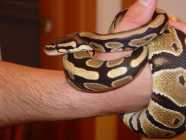 Ball Python For re-homing