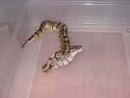 Ball Python For re-homing - Photo 1 of 2