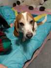 Beagle boy rehoming 