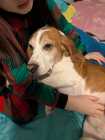 Beagle boy rehoming  - Photo 1 of 2
