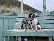 Beagle cape shore mix 