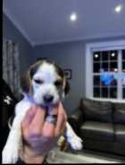 Beagle Puppies