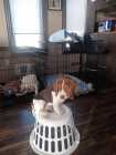 Beagle puppies