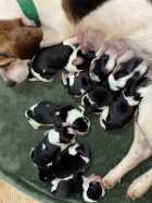 Beagle puppies