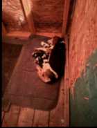 Beagle puppies just born !