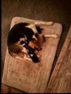 Beagle puppies just born ! - Photo 1 of 2