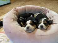 Beagle Puppies