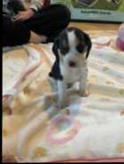 Beagle Puppies - Photo 8 of 10