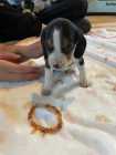 Beagle Puppies - Photo 9 of 10