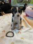 Beagle Puppies - Photo 1 of 10
