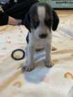 Beagle Puppies - Photo 2 of 10