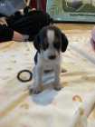 Beagle Puppies - Photo 3 of 10