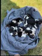 Beagle Puppies - Photo 5 of 10