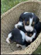 Beagle Puppies - Photo 6 of 10